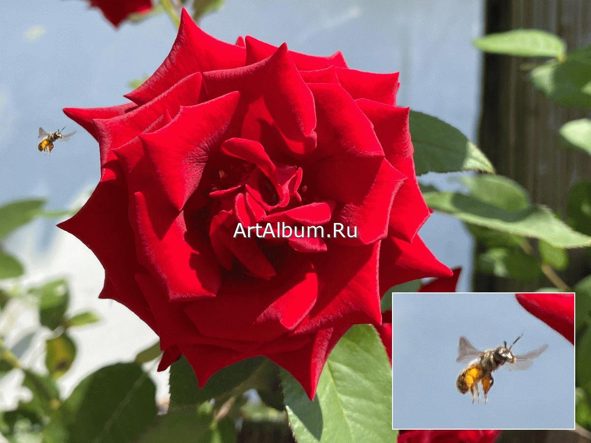 Пчела и роза